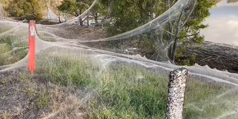В Австралии миллионы пауков спасались от наводнения и устроили «апокалипсис»
