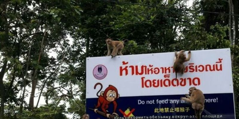 "Русофобка?" В Таиланде обезьяна покусала туриста из РФ: в сети потешаются