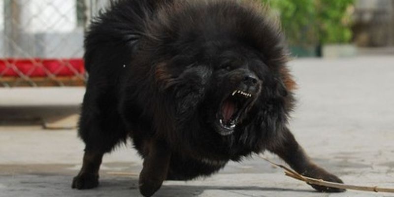 В Харькве бойцовские псы загрызли свою хозяйку: фото и жуткие подробности