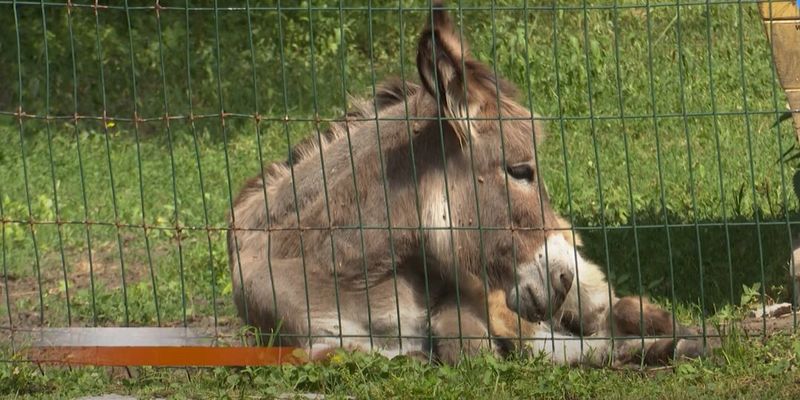 В Тернополе в зооуголке гидропарка "Топільче" обнаружена сибирская язва