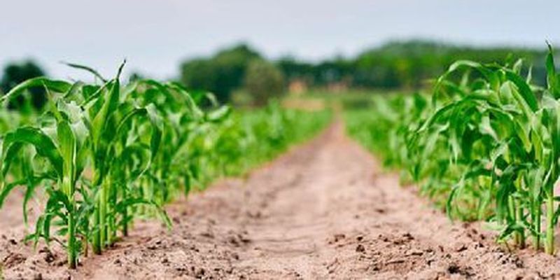 Как и когда сажать кукурузу: технология выращивания шаг за шагом