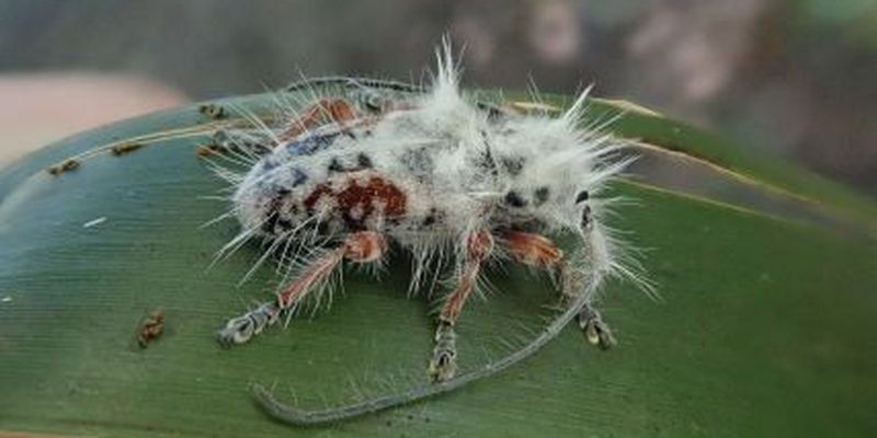 "Білий і пухнастий": в Австралії виявили новий рід жуків-вусаків