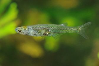 Ученые открыли новый вид рыб с крошечным мозгом