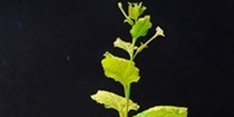 Ученые создали кокаин из листьев табака