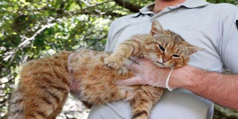 Исследователи обнаружили новый вид кошек на Корсике