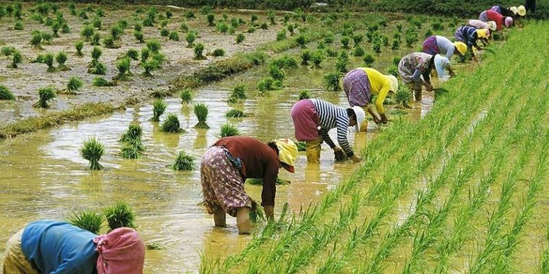 В Китае установили невероятный рекорд урожайности гибридного риса