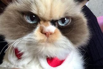 Нова сердита кішка завойовує простори інтернету