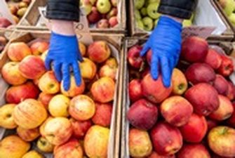 Украинские садоводы прогнозируют низкий урожай яблок
