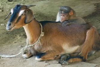 Необычная дружба между козой и обезьяной покорила Сеть