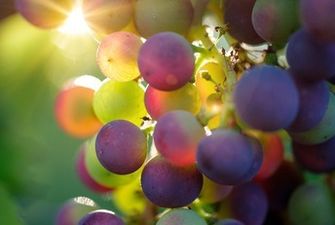 Надо знать важные правила: как посадить виноград весной