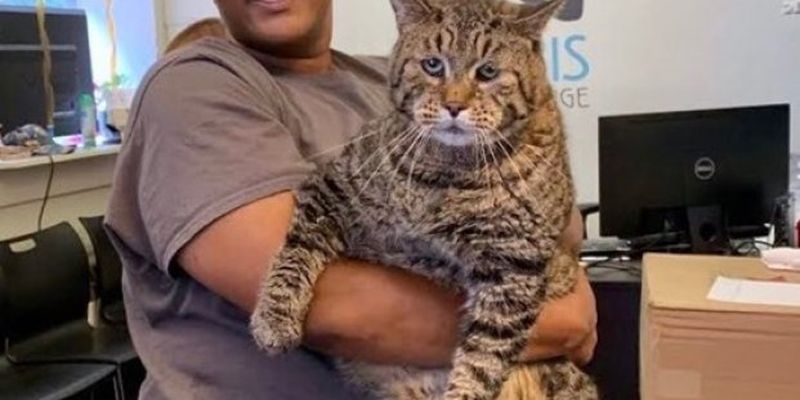 Приют ищет хозяина для 12-килограммового кота