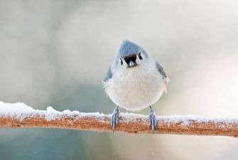 Птицы умеют дружить - ученые