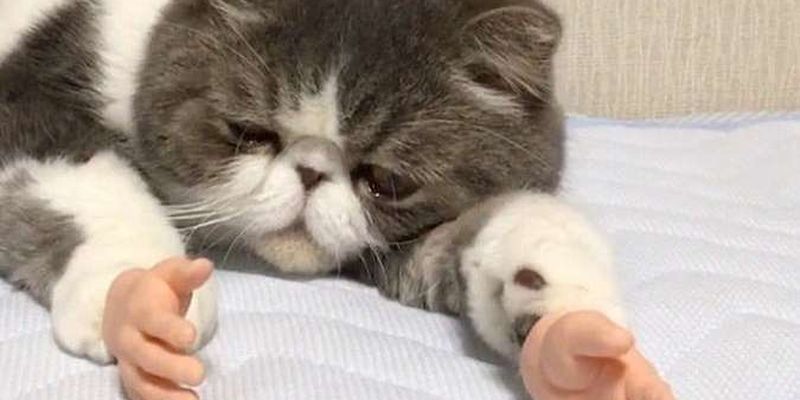 Кот с человеческими руками взорвал соцсети