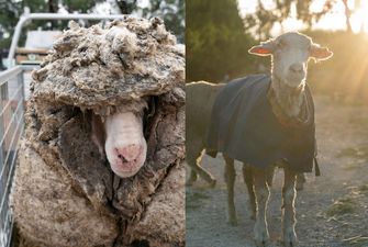 В Австралии потерявшегося барана спасли от 35 кг шерсти. Он ничего не видел и блуждая годами