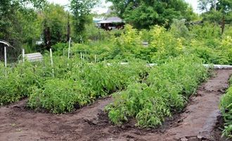 Что можно и чего не следует сажать после картофеля: советы для начинающих огородников/Запомните эти простые правила, чтобы не погубить урожай