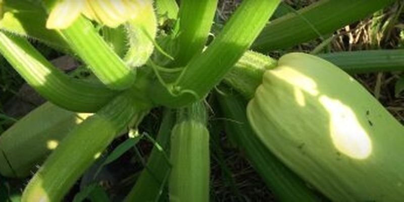 Как вырастить кабачки и получить большой урожай: полезные советы