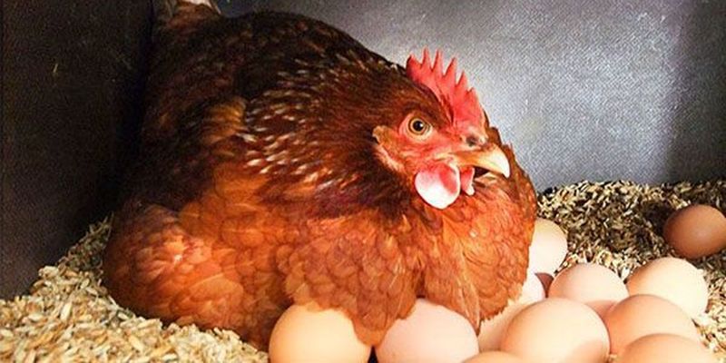 Названо топ-10 порід курей, які несуть найбільше яєць