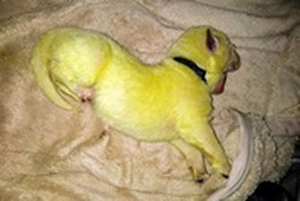 В США родился щенок с ярко-зеленой шерстью