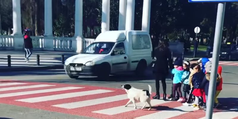 У Грузії бездомний собака допомагає дітям переходити дорогу