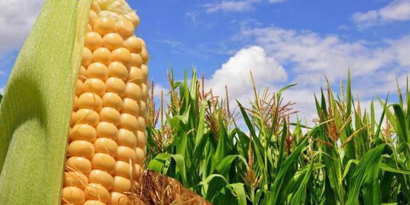 Україна почала обмолот кукурудзи