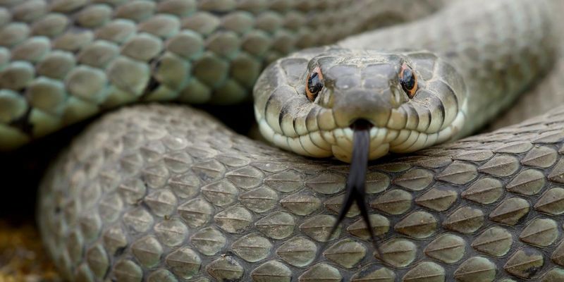 Гигантская змея жила в джунглях Индии 47 миллионов лет назад