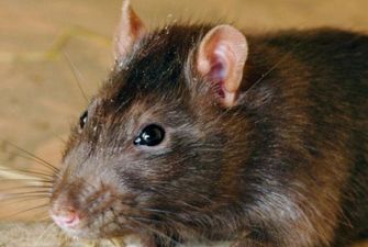 В Нью-Йорке мужчина провалился в дыру, кишащую огромными крысами