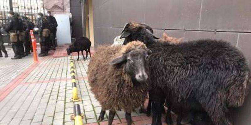 Притягнули у маршрутці переляканих тварин: зоозахисники відреагували на акцію протесту із вівцями під КМДА