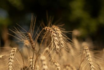Темпи поставок пшениці сповільнилися в три рази — Мінекономіки