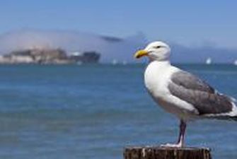 Миллион морских птиц погибли за год из-за потепления воды в океане, - CNN