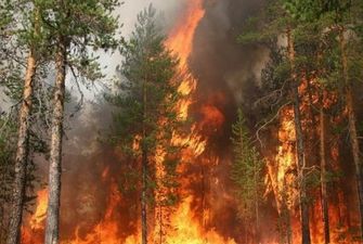 В России выросла площадь лесных пожаров