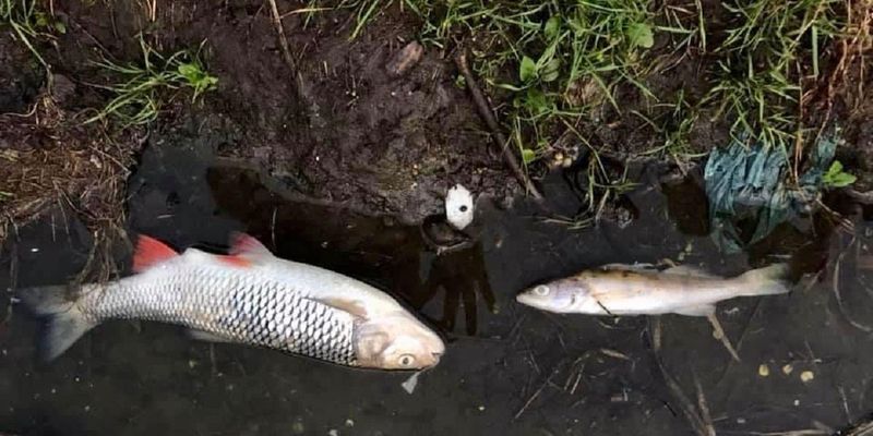 Авария канализации в Житомире: слив нечистот в реку повлек миллионные убытки
