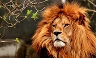 В Нигерии лев напал на работника зоопарка, ухаживавшего за ним 10 лет