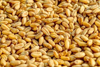 Бангладеш має намір збільшити закупівлю української пшениці