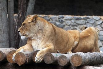В индийском зоопарке у львов обнаружили коронавирус