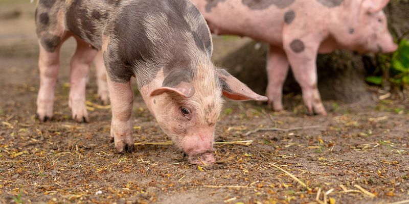 Агрофірма Ristone Holdings збільшила поголів’я свиней майже в 10 разів