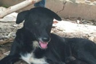 В Таиланде пес-инвалид спас заживо погребенного младенца