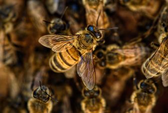 Пасічникам відшкодовуватимуть по 200 гривень за одну бджолосім’ю
