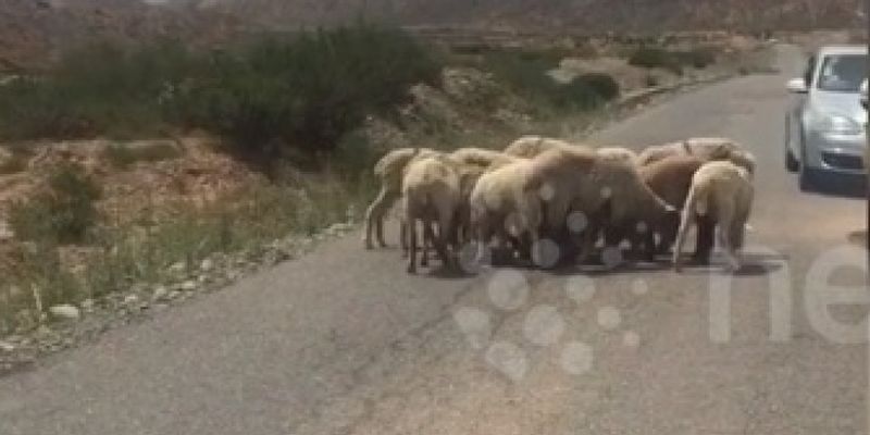 В Китае овцы стали стеной за своего изувеченного собрата