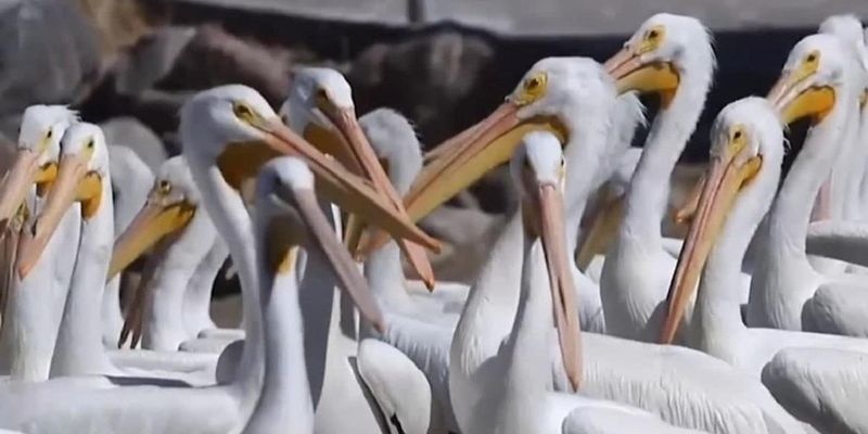 У Мексиці почався туристичний бум через "нашестя" білих пеліканів