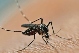 Растущая угроза для Европы: комары могут сорвать Олимпийские игры в Париже