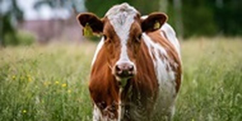 Жителям Франции могут запретить жаловаться на мычание коров