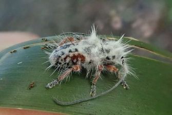 "Белый и пушистый": в Австралии обнаружили новый род жуков-усачей