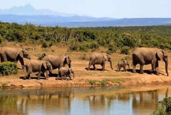 В Африці через браконьєрів еволюціонували слони: вчені розповіли про зміни та пояснили, як так сталось