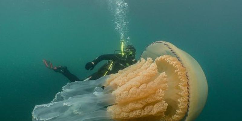 Біля узбережжя Британії виявили гігантську медузу, більшу за людину