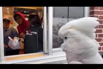 Голодный попугай развлёк сотрудников «McDonald’s»