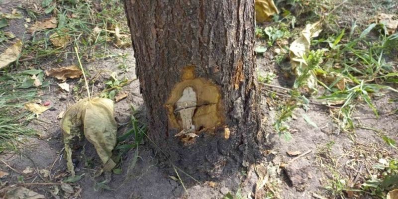 В Житомире неизвестный во время комендантского часа повредил более 100 деревьев