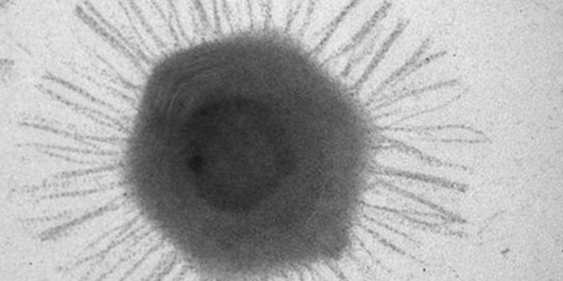 ​На дне Марианской впадины нашли уникальные вирусы - их размеры впечатлили ученых: фото