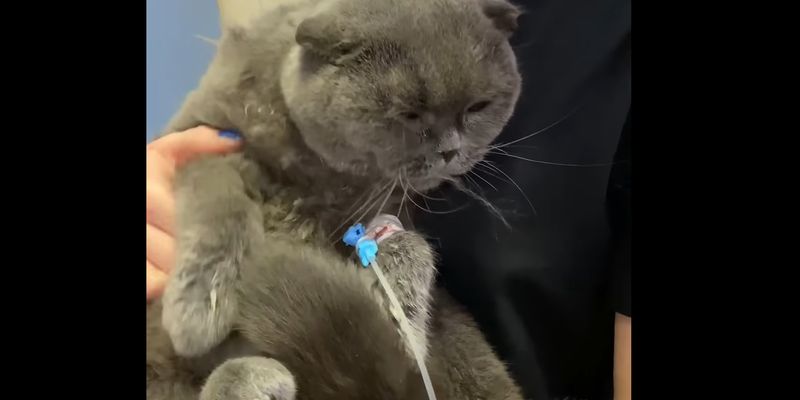 Жительница Днепра постирала кота в машинке - животное чудом выжило