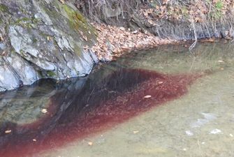 Тисячі вбитих свиней і річка крові: жахливі наслідки боротьби з чумою в Південній Кореї