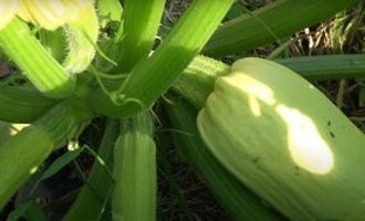 Как вырастить кабачки и получить большой урожай: полезные советы